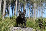 BOULEDOGUE FRANCAIS 210